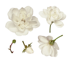 Naklejka na ściany i meble Set of white rose flowers isolated