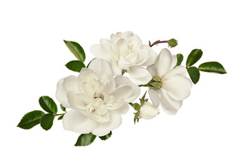 White rose flowers and green leaves in a floral arrangement isolated - obrazy, fototapety, plakaty