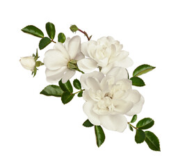 White rose flowers and green leaves in a floral arrangement isolated
