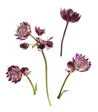 Set of purple astrantia flowers isolated