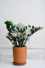 Decorative green tree in ceramic brown pot with money dollars placed on table in white interior