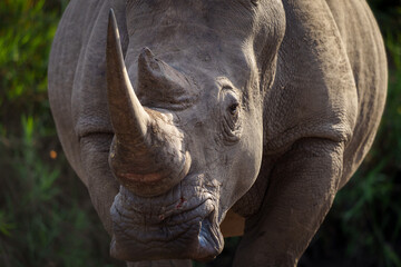 Fototapeta premium White rhinoceros, square-lipped rhinoceros or rhino (Ceratotherium simum) Mpumalanga. South Africa.
