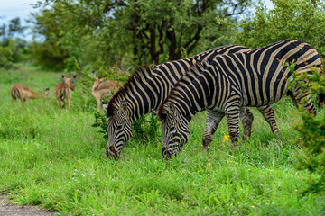 Fototapeta na wymiar Chapman's zebras in north part of Kruger national park in South Africa.