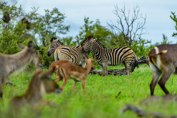 Fototapeta premium Chapman's zebras in north part of Kruger national park in South Africa.