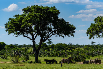 Chapman's zebras in north part of Kruger national park in South Africa.