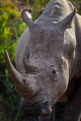 Gardinen Nashorn White rhinoceros, square-lipped rhinoceros or rhino (Ceratotherium simum) Mpumalanga. South Africa.  © Roger de la Harpe