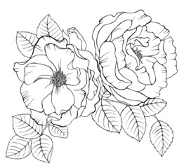 Roses vector illustration. Isolated art line on a white background.