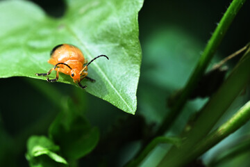 Orange Brown Insect on a leaf in Backyard