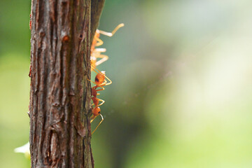 Asian Orange ant on a tree