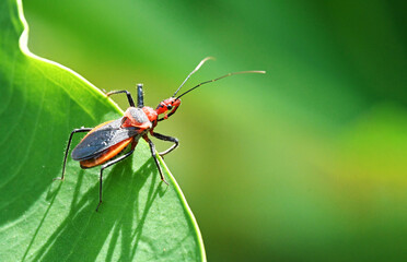 sycanus indagator [assassin bug]