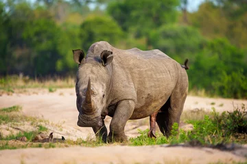 Zelfklevend Fotobehang White rhinoceros, square-lipped rhinoceros or rhino (Ceratotherium simum) Mpumalanga. South Africa. © Roger de la Harpe
