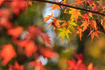 紅葉