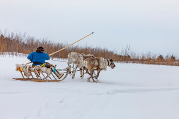 Fototapeta na wymiar Racing of reindeer in Tundra