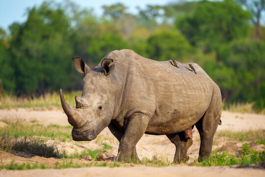 White rhinoceros, square-lipped rhinoceros or rhino (Ceratotherium simum) and red-billed oxpecker (Buphagus erythrorynchus). Mpumalanga. South Africa.