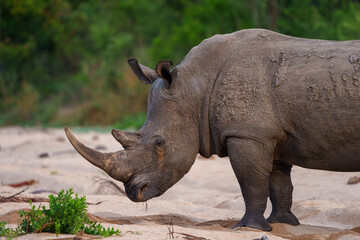 White rhinoceros, square-lipped rhinoceros or rhino (Ceratotherium simum) Mpumalanga. South Africa.