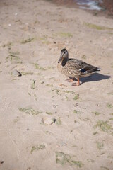 Wild female duck walks along the sandy beach