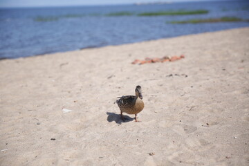 Fototapeta premium Wild female duck walks along the sandy beach