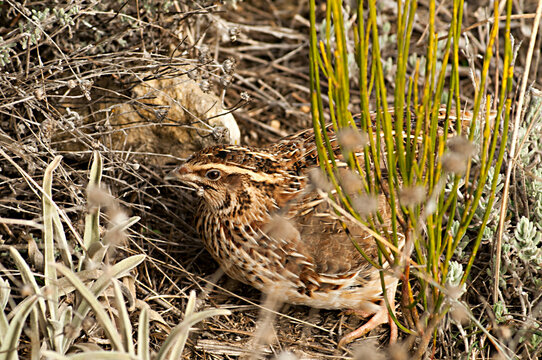 Coturnix coturnix or Quail, galliformes bird of the Phasianidae family.