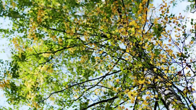 Green yellow birch leaves in the wind. Abstract slow motion backround of leaves.