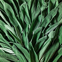 Fresh sage (or salvia officinalis) leaves on a green background. Use of beneficial herbs (Garden herbs) in cooking and medicine. 