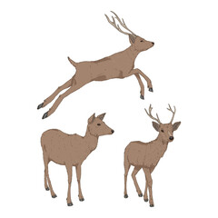Vector Set of Cartoon Deer Illusrations.