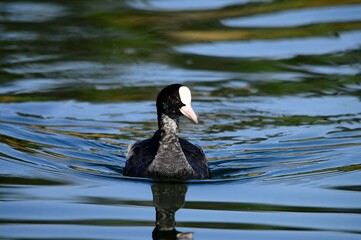 Fulica atra or Eurasian coot, gruiform bird of the Rallidae family.
