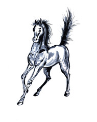 Naklejka na ściany i meble Horse stallion running mare