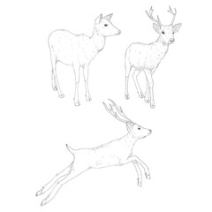 Vector Set of Sketch Deer Illusrations