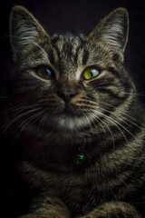 low key close up portrait of a young grey tabby cat with green eyes and green collar with a bell