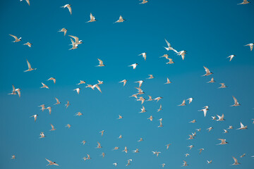White birds in blue sky