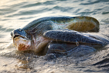 Turtles mating on the beach at the Ningaloo Reef in the Cape Range Nationalpark, Exmouth, Western Australia