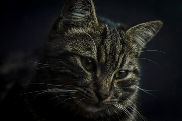 low key close up portrait of a young grey tabby cat with green eyes and green collar with a bell