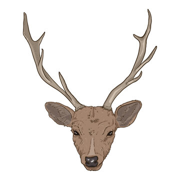 Vector Cartoon Head of Deer