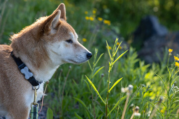 Shiba inu dog 