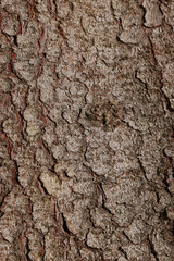 Texture of tree bark as background, closeup view