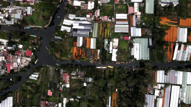 Cenital drone view of Channels in Xochimilco lake with cempashil flower plantations sorrounding