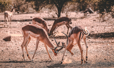let's fight! two impala rams having a brawl. - obrazy, fototapety, plakaty