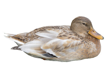 Female mallard duck isolated on white background. Aanas platyrhunchos sits in the nesting position. Wildlife nature - 471426696