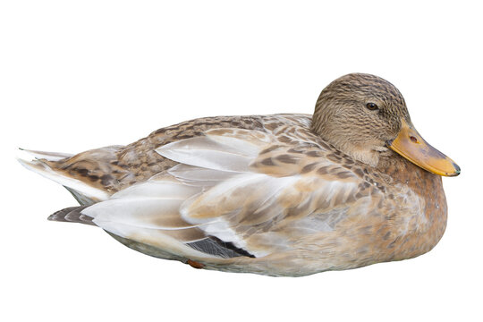 Female mallard duck isolated on white background. Aanas platyrhunchos sits in the nesting position. Wildlife nature