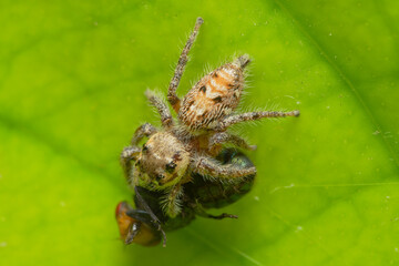 Closeup macro in Hyllus semicupreus Jumping Spider on blue background. Jumping Spider eating flies