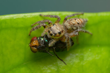 Closeup macro in Hyllus semicupreus Jumping Spider on blue background. Jumping Spider eating flies