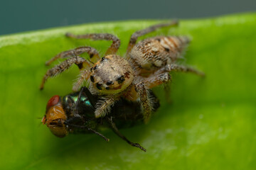 Closeup macro in Hyllus semicupreus Jumping Spider on blue background. Jumping Spider eating flies