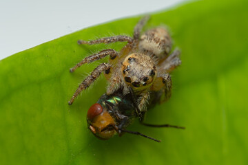 Closeup macro in Hyllus semicupreus Jumping Spider on blue background. Jumping Spider eating flies