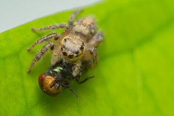 Closeup macro in Hyllus semicupreus Jumping Spider on blue background. Jumping Spider eating flies