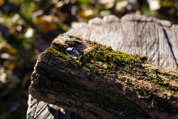 Beautiful wedding ring with white gold and a large blue stone on a tree with green moss