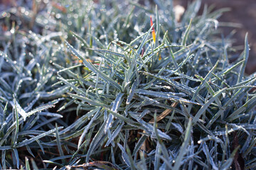 Green grass froze on the street in the garden