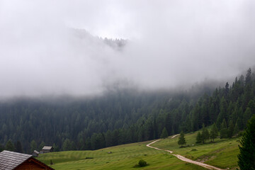 A hiking trail in the Italian Alps through a coniferous forest covered with dense fog
