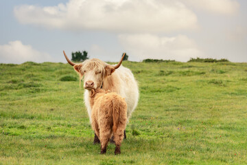 A white female yak with her calf in an alpine pasture in northern Italy