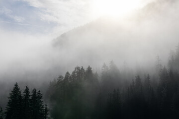 Fototapeta na wymiar Coniferous forest covered with dense fog