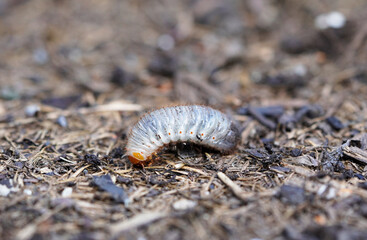 Rose chafer larva. Close up of the insect. Rose chafer grub. Pests in the garden.